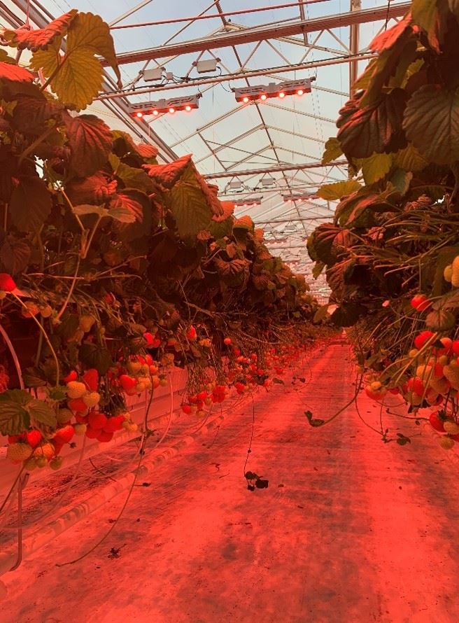 Strawberries-Belgium-2
